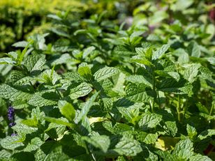 Deratyzacja będzie zbędna. Dla szczurów to