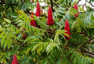 Uważaj na „zemstę sąsiada”. Może uczulać i zrujnować cały ogród
