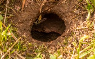 Mogą kryć się w ziemi. Gdy zauważysz, lepiej się nie zbliżaj