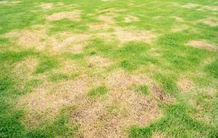 Najgorszy błąd z trawnikiem. Żółte „placki” murowane