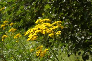 Posadź w ogrodzie. Zapomnisz o kleszczach i komarach