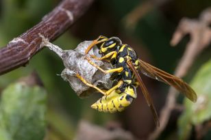 Mylą ją z osą. Jej ukąszenie sprawia ogromny ból