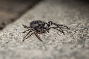 Mieszka w piwnicach. Lepiej zachować ostrożność