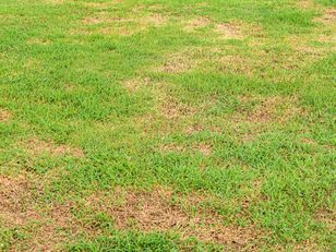 Wylej na żółte placki. Zazielenią się w oczach