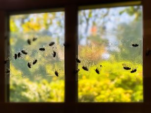 Prosty i skuteczny patent na muchy. Nie wlecą do domu