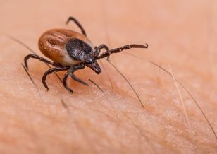 Kleszcze się uaktywniły. W tych województwach jest najgorzej