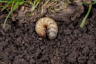 Są już wszędzie. Ich pojawienie się to alarmujący znak