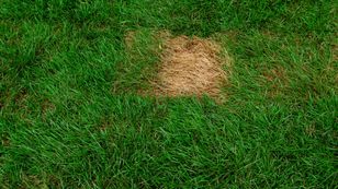 Rozsyp na trawniku po zimie. Łyse placki przestaną straszyć