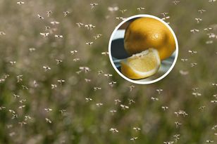 Wystarczy cytryna i ten produkt. Komary się nawet nie zbliżą