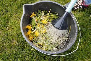 Wrzuć do wiadra i zalej wodą. Krzaki ugną się od borówki