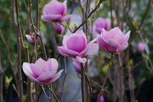 Wystarczy tym podlać magnolię. Na wiosnę wybuchnie kwiatami