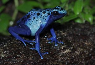 Niebieskie żaby w Polsce. Można je spotkać tylko przez dwa tygodnie