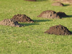 Wrzuć do nory. Krety uciekną, gdzie pieprz rośnie