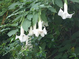 Toksyczna roślina w Polsce. Może doprowadzić do silnego zatrucia