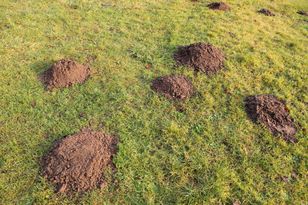 Wlej do kopca. Krety uciekną w popłochu