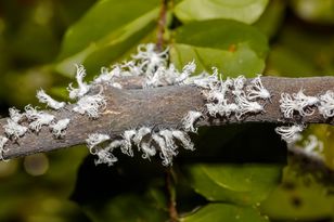 Dotarły już do Polski. Sieją spustoszenie w ogrodach