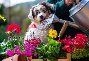 Zabierasz psa na działkę? Wiele osób popełnia ten błąd
