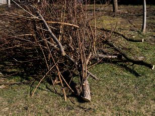 Chcesz spalić liście lub gałęzie? Poważnie się zastanów