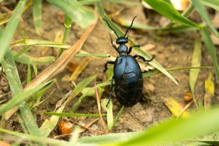 Ogromne owady są w całej Polsce. Lepiej ich nie dotykaj
