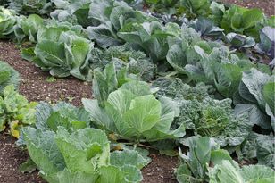 Zasadź pomiędzy warzywami. Szkodniki nawet się nie zbliżą