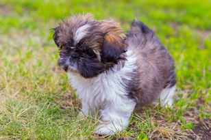 Kupiła „shih tzu” za kilkaset złotych. Pokazała, co z niego wyrosło