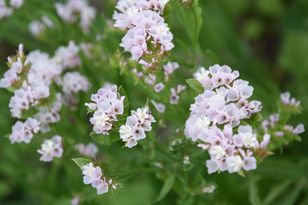 Zatrwian wrębny – pielęgnacja, wymagania, uprawa i odmiany