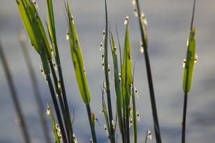 Posadź w ogrodzie. Po meszkach nie będzie śladu