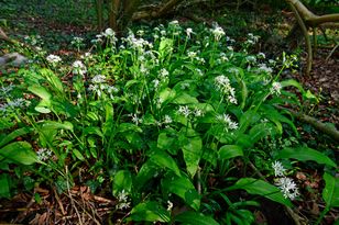 W lasach już go pełno. Nie zrywaj pod żadnym pozorem