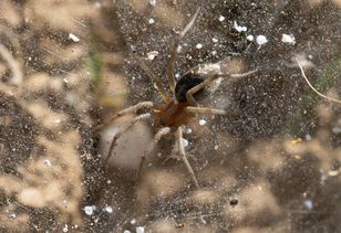 Jest jednym z nielicznych jadowitych pająków w Polsce. Można go spotkać w ogrodzie