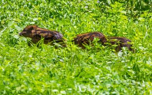Rozeszły się po Polsce. Pod żadnym pozorem nie dotykaj