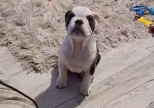 Chciała buldożka. Pokazała, co wyrosło ze szczeniaka za tysiące