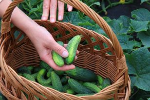 Domowy nawóz do ogórków. Plony wzrosną o 25 procent