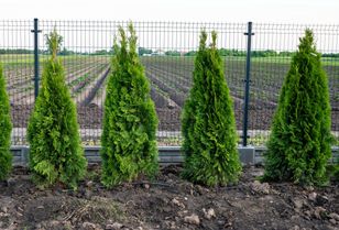 Wykonaj te zabiegi w czerwcu. Szybko odżywisz tuje