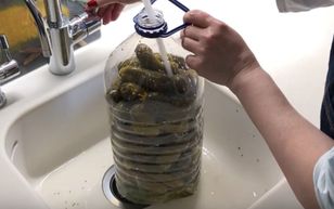 Kisisz ogórki w butelce? Ekspertka mówi o skutkach