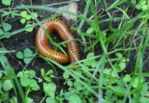 Chowają się w domach. Pod żadnym pozorem nie dotykaj