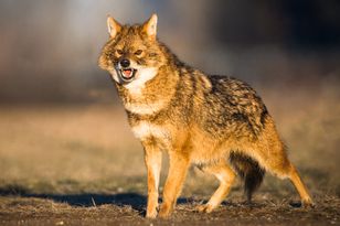 Nowy mieszkaniec Puszczy Białowieskiej. To długo niewidziany drapieżnik