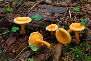 Uważaj na tego grzyba. Łudząco przypomina kurkę