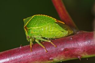 Kolejny owad dotarł do Polski. To prawdziwy szkodnik