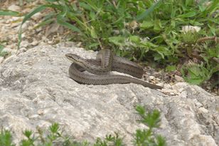 Przypominają jadowitą żmiję. Wiadomo, gdzie jest ich najwięcej