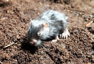 Tajemnicze narodziny w ZOO.