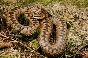 Żyją w Polsce. Leśnicy oznaczają ich miejsce pobytu