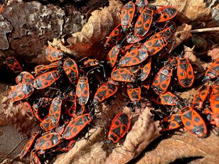 Gdy je zobaczysz, lepiej ich nie zabijaj. To duży błąd