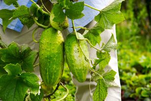 Spryskaj ogórki. Krzaczki będą się uginać