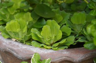 Masz w ogrodzie? Lepiej zgłoś. Nawet milion złotych kary