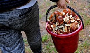 Widzisz je w lesie? Takie grzyby omijaj szerokim łukiem