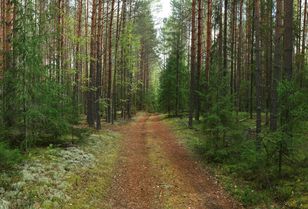 Wjeżdżasz autem do lasu? Możesz dostać mandat
