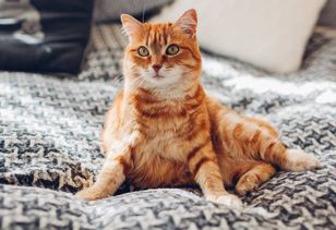 Kot zachowuje się w ten sposób? Lepiej tego nie lekceważyć