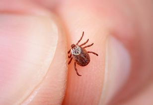 Masz tę grupę krwi? Kleszcze nawet się nie zbliżą