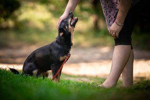 Niebezpieczeństwo czai się w trawie. Ostrzeżenie dla właścicieli psów