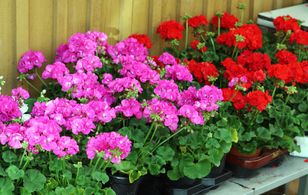 Wlej pod pelargonie. Kaskady zapełnią cały balkon